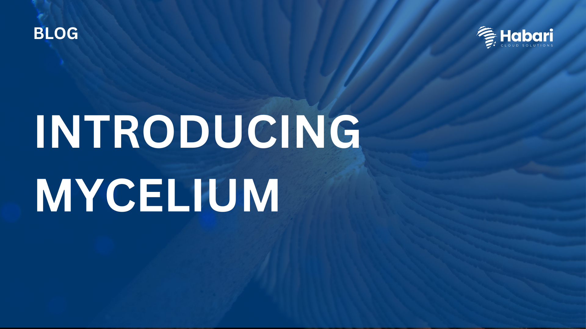 Introducing MyceliumPicture